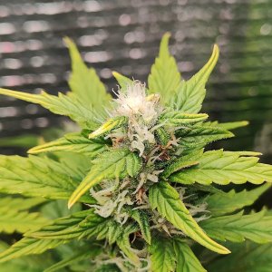 Джонни цветы 2.jpg