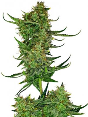 cherry cola auto.jpg