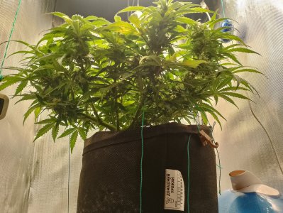 IMG_20240301_142905.jpg IMG_20240301_142905.jpg