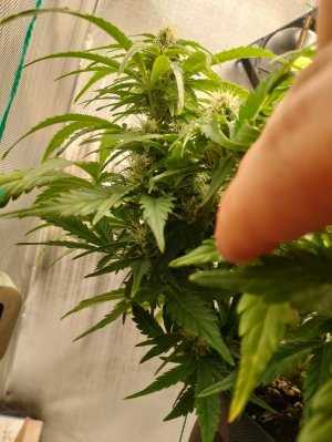 IMG_20240301_142921.jpg IMG_20240301_142921.jpg