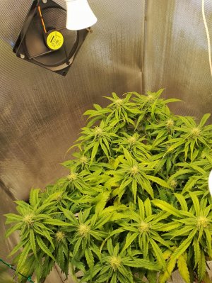 IMG_20240301_142803.jpg IMG_20240301_142803.jpg