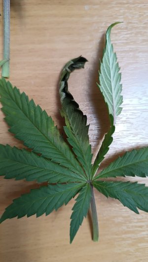 IMG_20240302_075220.jpg IMG_20240302_075220.jpg