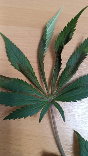 IMG_20240302_075229.jpg IMG_20240302_075229.jpg