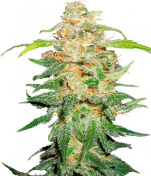 00 kush.jpg 00 kush.jpg