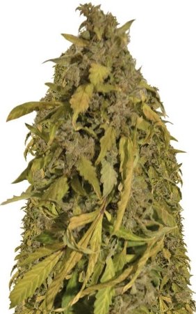 auto amnesia gold.jpg auto amnesia gold.jpg