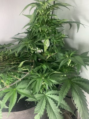 IMG_0460.jpeg IMG_0460.jpeg