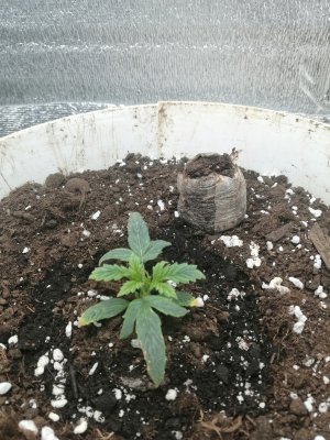 IMG_20240305_000153.jpg IMG_20240305_000153.jpg