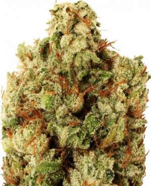 green ninja.jpg green ninja.jpg