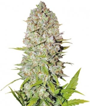 pineapple.jpg pineapple.jpg