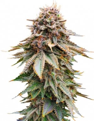 blackberry moonrocks.jpg blackberry moonrocks.jpg