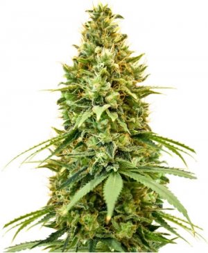 amnesia haze.jpg amnesia haze.jpg