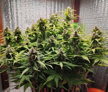 Джонни 68 день.jpg