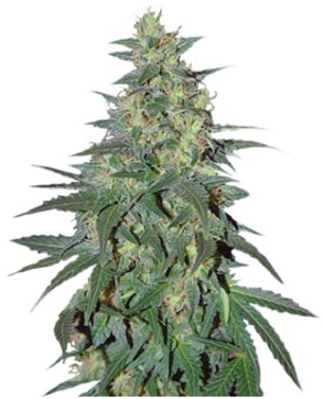 1710170358388.png 1710170358388.png