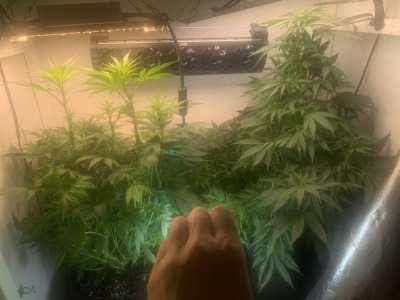 IMG_0594.jpeg IMG_0594.jpeg