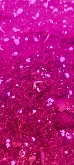 IMG_20240314_210731_749.jpg IMG_20240314_210731_749.jpg