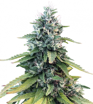 1710758860747.png 1710758860747.png