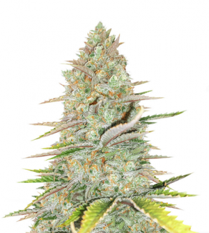 1710782923058.png 1710782923058.png