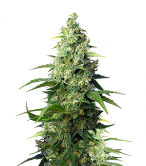 1710958790888.png 1710958790888.png