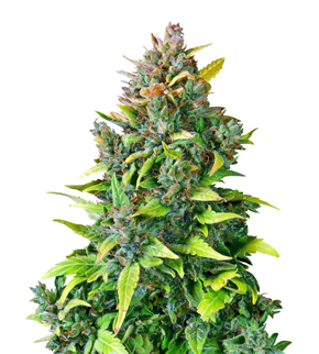 1710958795696.png 1710958795696.png