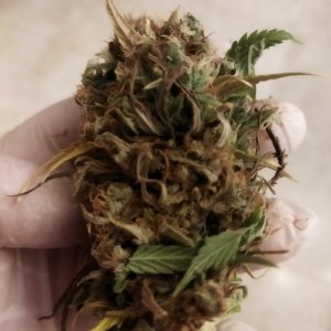 IMG_20240325_165812.jpg IMG_20240325_165812.jpg