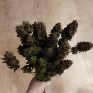 IMG_20240325_180930.jpg IMG_20240325_180930.jpg