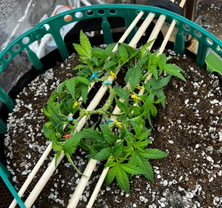 IMG_7416.jpeg IMG_7416.jpeg