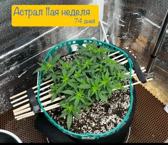 IMG_7417.jpeg IMG_7417.jpeg