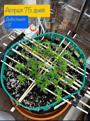 IMG_7418.jpeg IMG_7418.jpeg