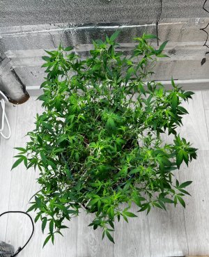 IMG_7423.jpeg IMG_7423.jpeg