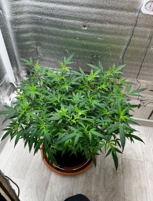 IMG_7424.jpeg IMG_7424.jpeg