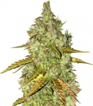 dosvidos auto.jpg dosvidos auto.jpg