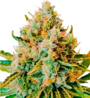 permanent marker.jpg permanent marker.jpg