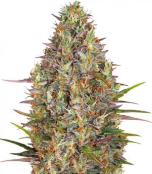 glue gelato auto.jpg glue gelato auto.jpg