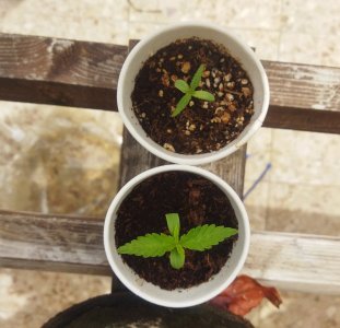 IMG_20240329_125905.jpg IMG_20240329_125905.jpg