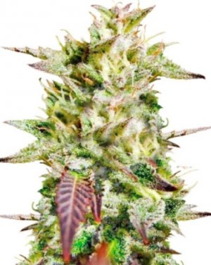 caramelo.jpg caramelo.jpg