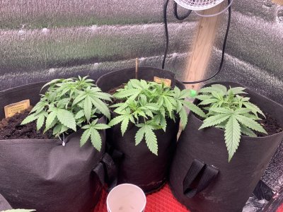 6428B8E1-D24B-481D-BF74-BFFB8F4B8122.jpeg 6428B8E1-D24B-481D-BF74-BFFB8F4B8122.jpeg