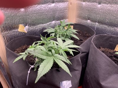 16D68FC2-1DC8-4ED4-8E9A-811B03A23919.jpeg 16D68FC2-1DC8-4ED4-8E9A-811B03A23919.jpeg