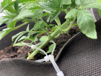 A96A03DB-5937-448E-8D70-B78609D775D7.jpeg A96A03DB-5937-448E-8D70-B78609D775D7.jpeg