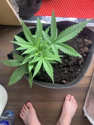 40BF5EC3-8219-435A-B166-27B6F0CBF9C9.jpeg 40BF5EC3-8219-435A-B166-27B6F0CBF9C9.jpeg