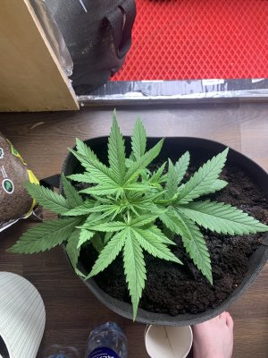 F55F6E2C-674D-4A9F-B177-504FEBDE7CB5.jpeg F55F6E2C-674D-4A9F-B177-504FEBDE7CB5.jpeg