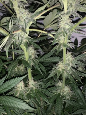 IMG_0772.jpeg IMG_0772.jpeg