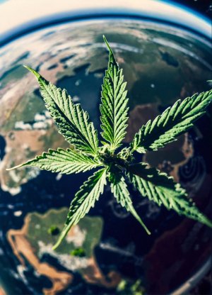 cannabis plants that grow acrros the globe (view f.jpg cannabis plants that grow acrros the globe (view f.jpg