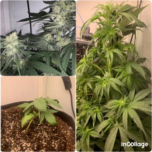 incollage_save.jpeg incollage_save.jpeg