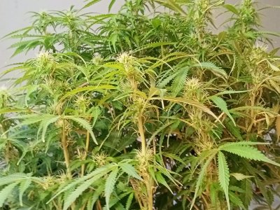 IMG20240403135843.jpg IMG20240403135843.jpg