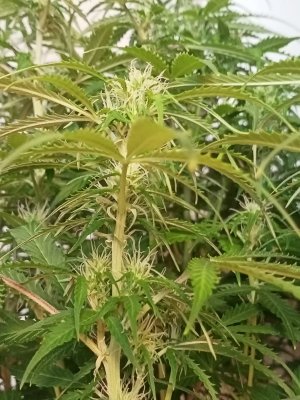 IMG20240403135743.jpg IMG20240403135743.jpg