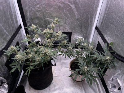 IMG_1628.JPG IMG_1628.JPG