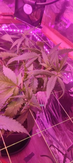 цукацуа.jpg цукацуа.jpg