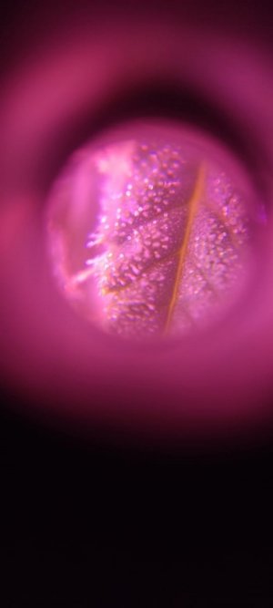 цукаука.jpg цукаука.jpg