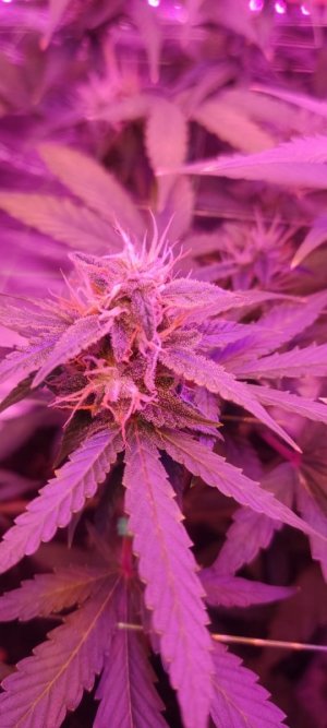 WhatsApp Image 2024-04-07 at 20.01.18.jpeg WhatsApp Image 2024-04-07 at 20.01.18.jpeg