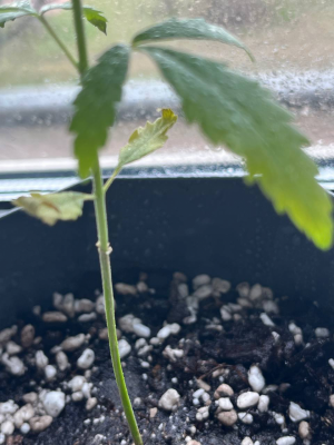 1712605515018.png 1712605515018.png